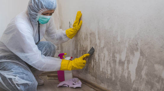 mold remediation in wall professionally