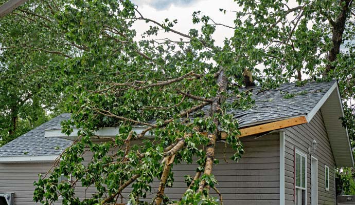 Tree fallen over the house