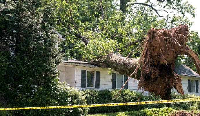 Wind damaged property